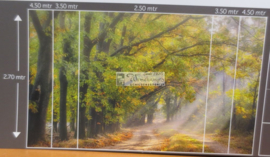 4783 Boslaantje in de herfst Hollandse landschappen