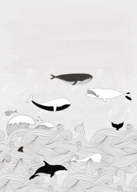 OnsZelf Stories 842531 walvissen grijs