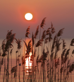 Dimex fotobehang riet aan het meer 0089