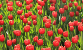 6224 Tulpen rood Hollandse landschappen