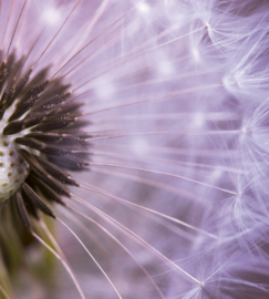 Dimex fotobehang Dandelion 0124 paardenbloem