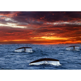 Dimex fotobehang walvis staarten MS-5-0525
