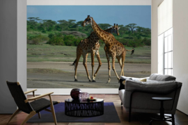 XXL wallpaper giraffen koppel DD100722