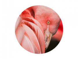 BN Mooi roze flamingo 300328