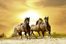 Dimex fotobehang paarden in de zonsondergang 0227