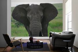 XXL wallpaper olifant in Tanzania DD100668