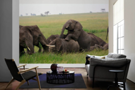 XXL wallpaper olifanten in Tanzania DD100656