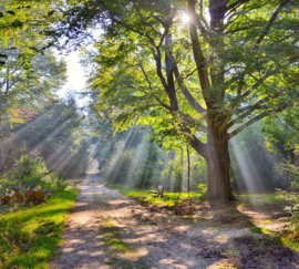 5259 Sysselt herfstsfeer  Hollandse landschappen