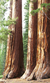 Dimex fotobehang mammoetboom Sequoia 0102