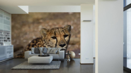 XXL wallpaper cheeta in Tanzania DD101050