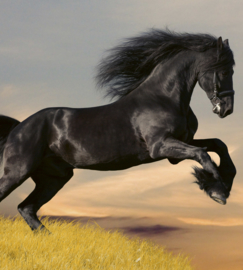 Dimex fotobehang zwart paard 0228
