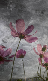 Dimex fotobehang bloemen paars 0363