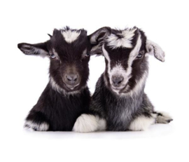 Goats 3750046A - 3750055B Farm Life geit