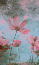 Dimex fotobehang bloemen roze 0362