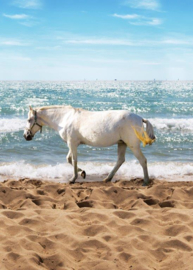Behang Expresse Kate & Andy INK7424 paard op het strand