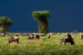 XXL walpaper buffel en zebra in Tanzania DD100710
