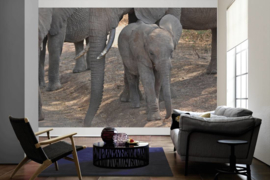 XXL wallpaper olifanten jong in Tanzania DD100578