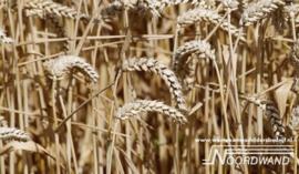 Whole-Wheat 3750001 Farm Life