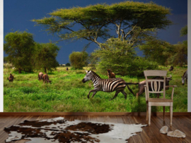 XXL wallpaper galopperende zebra in Tanzania DD100716