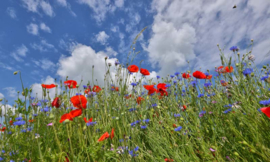 2036 Bermbloemen Hollandse landschappen