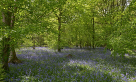 7659 Bos met blauwe Lelies Hollandse landschappen