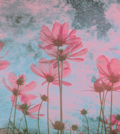 Dimex fotobehang bloemen roze 0362