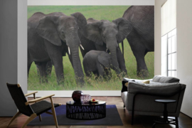 XXL wallpaper olifanten DD100662