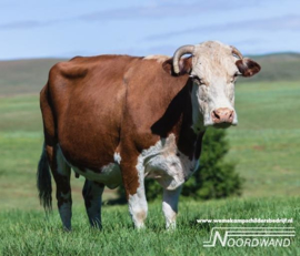 Cow in Field 3750063A - 3750072B Farm Life koe