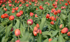 8133 Tulpen rood III Hollandse landschappen