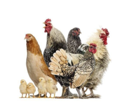 Chicken 3750044A - 3750053B Farm Life kippen