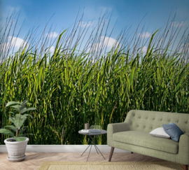 Fotobehang NW  47272 riet