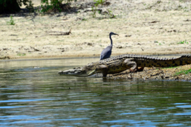 XXL wallpaper Krokodil bij het meer  DD101068