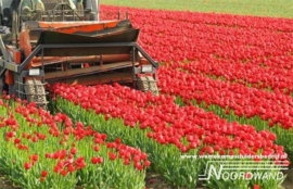 Tulip Field 3750003 Farm Life tulpenveld