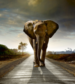 Dimex fotobehang olifant 0225