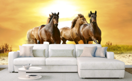 Dimex fotobehang paarden in de zonsondergang 0227