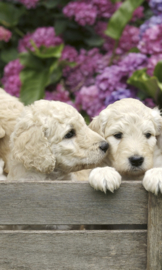 Dimex fotobehang Labrador puppies 0224