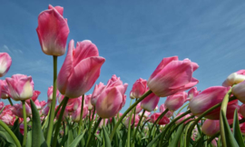 8184 Tulpen rose Hollandse landschappen
