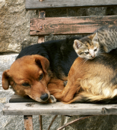 Dimex fotobehang hond en kat 0221