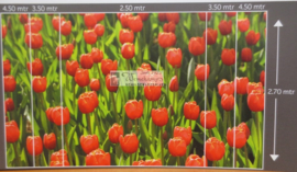 6224 Tulpen rood Hollandse landschappen