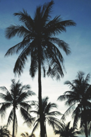 PhotowallXL palmtrees 158849 palmbomen