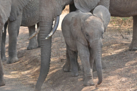 XXL wallpaper olifanten jong in Tanzania DD100578