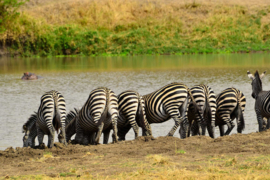 XXL wallpaper zebra's aan het water in Tanzania DD100626