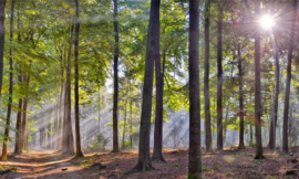 5209 Sysselt ochtendmist Hollandse landschappen