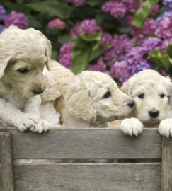 Dimex fotobehang Labrador puppies 0224