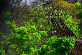 XXL wallpaper Afrikaanse giraffen in Tanzania DD100602