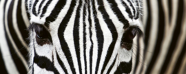 Dimex fotobehang zebra 0234