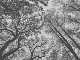 Fotobehang 38240-1 bomen