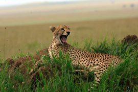 XXL wallpaper Afrikaanse cheeta DD100638