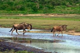 XXL wallpaper gnoes in Tanzania DD101080