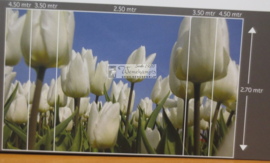 8179 Tulpen wit Hollandse landschappen